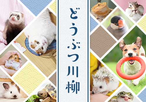どうぶつ川柳