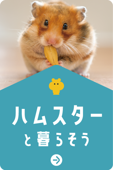 ハムスターと暮らそう