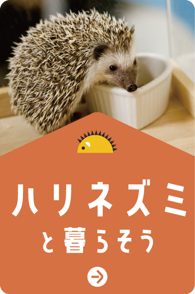 ハリネズミと暮らそう