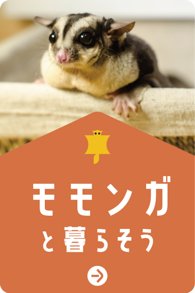 モモンガと暮らそう