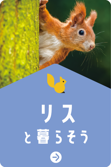 リスと暮らそう