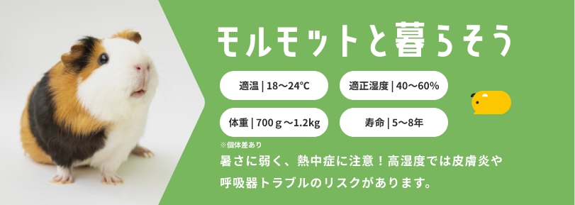 モルモットと暮らそう