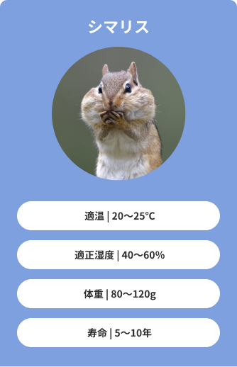 シマリス