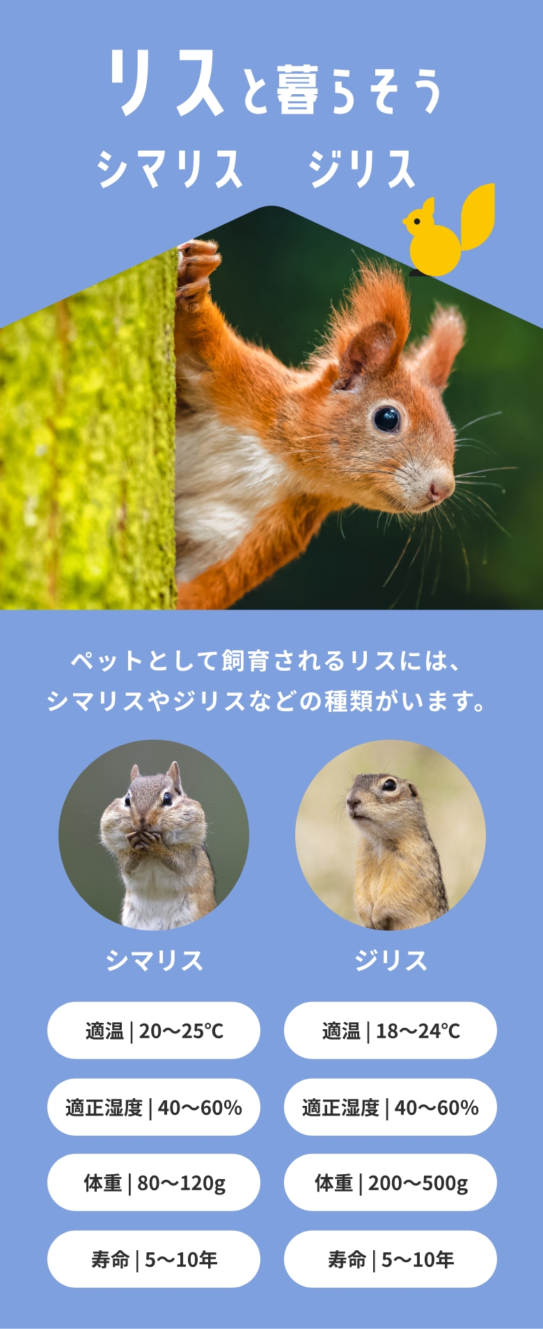 リスと暮らそう