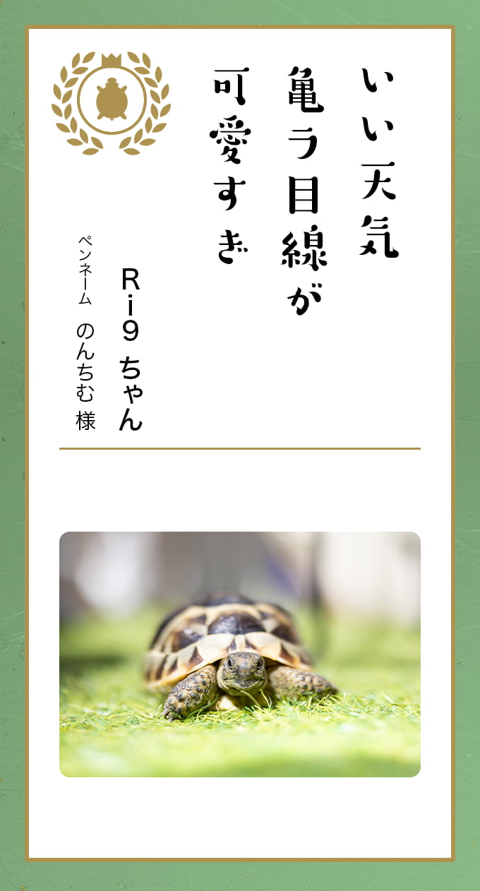 第九回どうぶつ川柳 │ ペット保険のご契約は【アニコム損保】